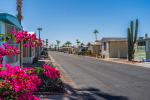 Native plants and paved roads