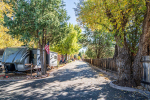 Trees for shaded areas